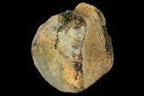 Fossil Hadrosaur Vertebra - Alberta (Disposition #-) #134511-1